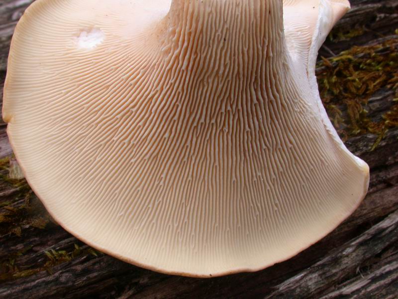Mycoflora  toscana - Che grande soddisfazione....